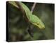 Emerald Tree Boa in tree, Costa Rica-Tim Fitzharris-Stretched Canvas