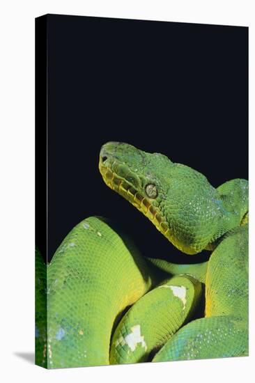 Emerald Tree Boa-DLILLC-Premier Image Canvas