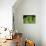 Emerald Tree Boa-DLILLC-Premier Image Canvas displayed on a wall