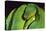 Emerald Tree Boa-DLILLC-Premier Image Canvas