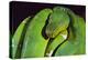 Emerald Tree Boa-DLILLC-Premier Image Canvas