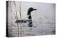 Emerging Loon-Wilhelm Goebel-Premier Image Canvas