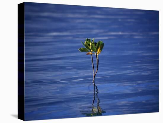 Emerging Mangrove, Seychelles-Mark Hannaford-Premier Image Canvas