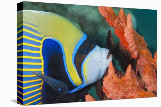 Emperor Angelfish (Pomacanthus Imperator) Close-Up-Mark Doherty-Premier Image Canvas