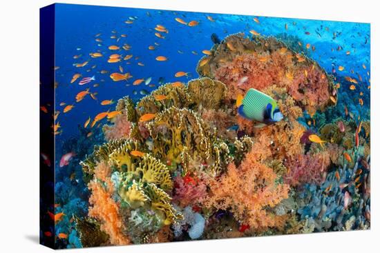 Emperor angelfish swimming in front of Fire corals, Egypt.-Alex Mustard-Premier Image Canvas