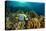 Emperor angelfish swimming over garden of Fire corals, Egypt-Alex Mustard-Premier Image Canvas