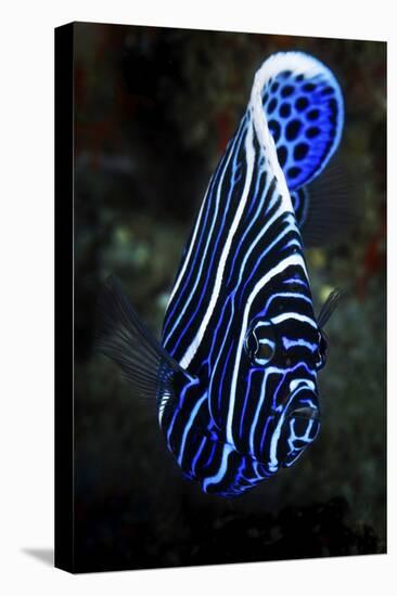 Emperor Angelfish-Barathieu Gabriel-Stretched Canvas