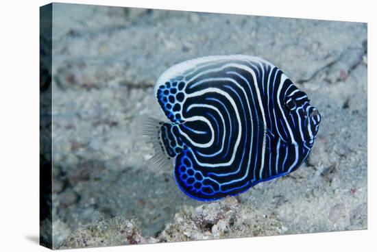 Emperor Angelfish-Matthew Oldfield-Premier Image Canvas