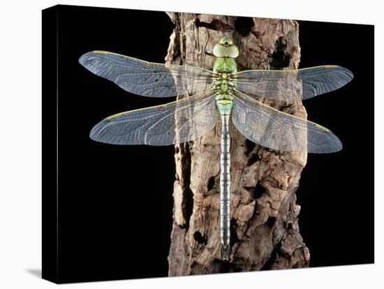 Emperor Dragonfly, Anax Imperator-Sinclair Stammers-Premier Image Canvas