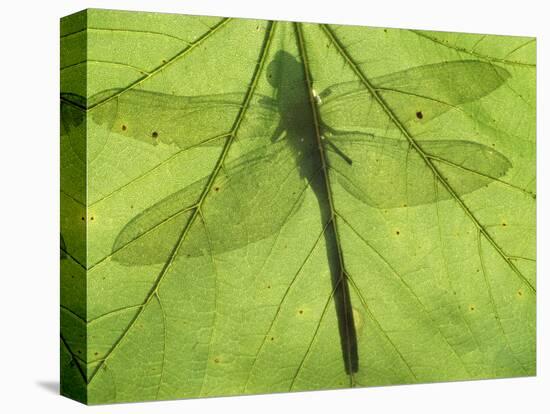 Emperor Dragonfly, Silhouette Seen Through Leaf, Cornwall, UK-Ross Hoddinott-Premier Image Canvas