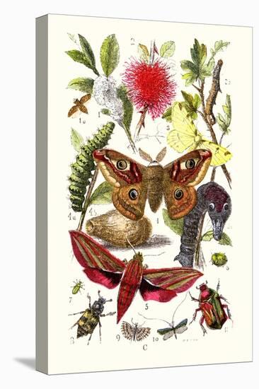 Emperor Moth, Elephant Hawk Moth, Tortoise Beetle-James Sowerby-Stretched Canvas