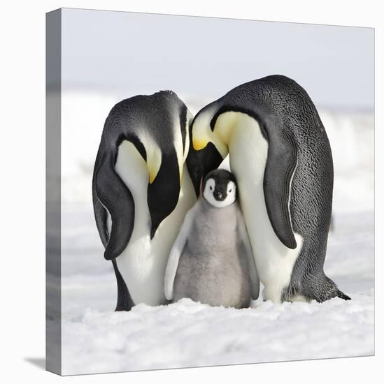 Emperor Penguin Adults with Chick-null-Premier Image Canvas