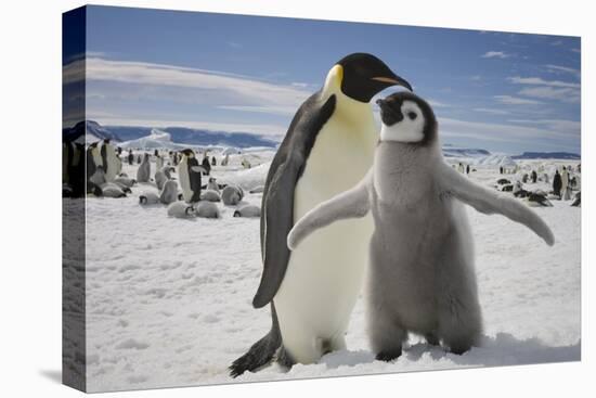 Emperor Penguin and Chick in Antarctica-Paul Souders-Premier Image Canvas