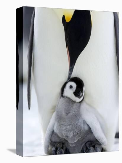 Emperor Penguin (Aptenodytes Forsteri) and Chick, Snow Hill Island, Weddell Sea, Antarctica-Thorsten Milse-Premier Image Canvas