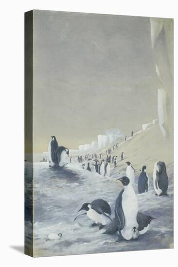 Emperor Penguin at Cape Crozier, Mar 28, 1911-Edward Adrian Wilson-Premier Image Canvas