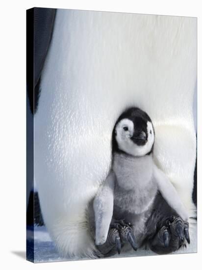 Emperor Penguin Chick (Aptenodytes Forsteri), Snow Hill Island, Weddell Sea, Antarctica-Thorsten Milse-Premier Image Canvas