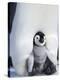 Emperor Penguin Chick (Aptenodytes Forsteri), Snow Hill Island, Weddell Sea, Antarctica-Thorsten Milse-Premier Image Canvas