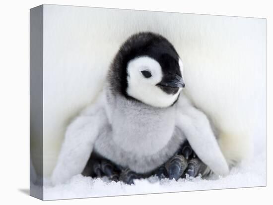 Emperor Penguin Chick (Aptenodytes Forsteri), Snow Hill Island, Weddell Sea, Antarctica-Thorsten Milse-Premier Image Canvas