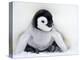 Emperor Penguin Chick (Aptenodytes Forsteri), Snow Hill Island, Weddell Sea, Antarctica-Thorsten Milse-Premier Image Canvas