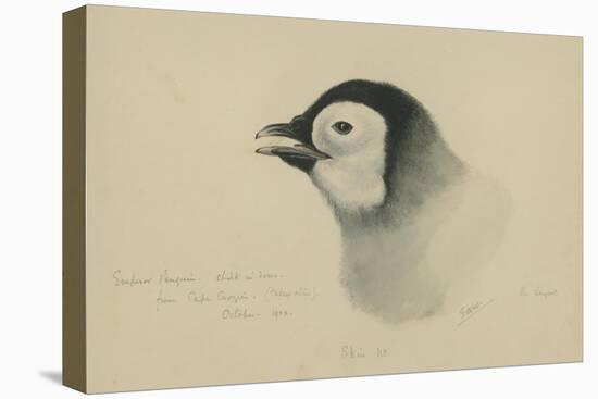 Emperor Penguin, Chick in Down, from Cape Crozier (Taken Alive), the Largest, Oct 1902-Edward Adrian Wilson-Premier Image Canvas