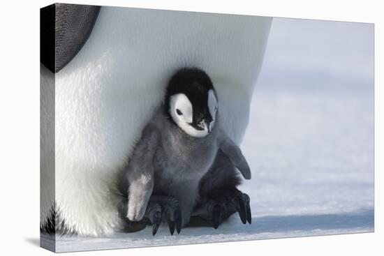 Emperor penguin chick-Thorsten Milse-Premier Image Canvas