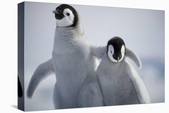 Emperor Penguin Chicks in Antarctica-Paul Souders-Premier Image Canvas
