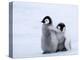 Emperor Penguin Chicks, Snow Hill Island, Weddell Sea, Antarctica, Polar Regions-Thorsten Milse-Premier Image Canvas