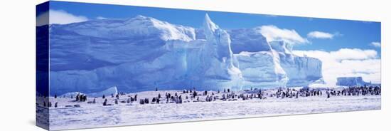 Emperor Penguin Colony, Ruser-Larsen Ice Shelf, Weddell Sea, Antarctica-null-Premier Image Canvas