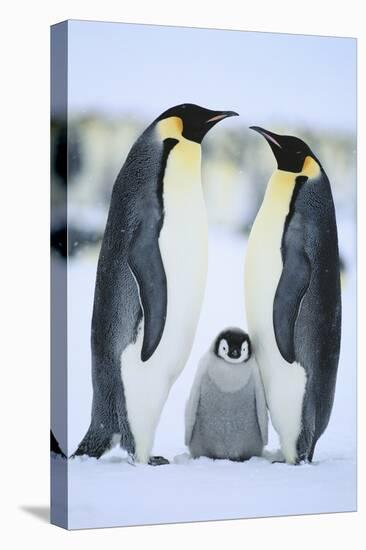 Emperor Penguin Family-DLILLC-Premier Image Canvas