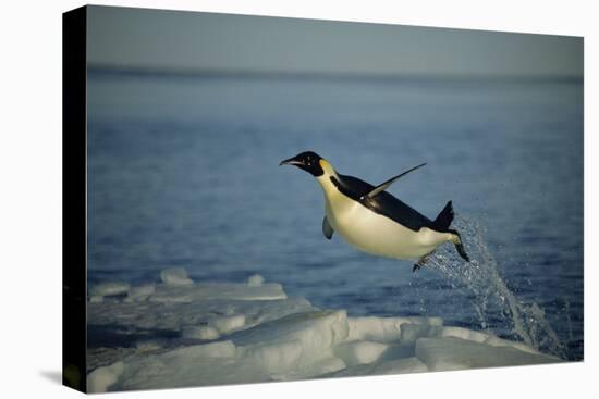 Emperor Penguin Flying Out of Water (Aptenodytes Forsteri) Cape Washington, Antarctica-Martha Holmes-Premier Image Canvas