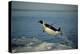 Emperor Penguin Flying Out of Water (Aptenodytes Forsteri) Cape Washington, Antarctica-Martha Holmes-Premier Image Canvas