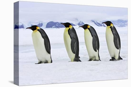 Emperor Penguin Four Adults Walking across Ice-null-Premier Image Canvas