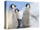 Emperor Penguin parent with chick on ice, Snow Hill Island, Antarctica-Keren Su-Premier Image Canvas