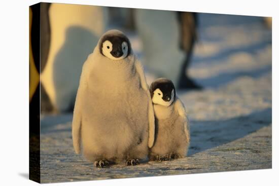 Emperor Penguin Siblings-DLILLC-Premier Image Canvas