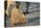 Emperor Penguin Siblings-DLILLC-Premier Image Canvas