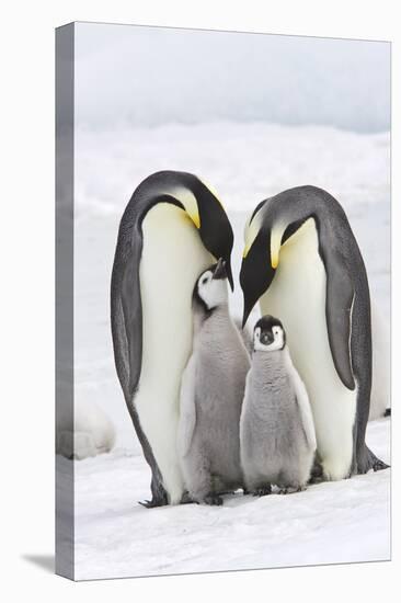 Emperor Penguin, Two Adults with Two Chicks-null-Premier Image Canvas