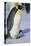 Emperor Penguin Warming its Baby-DLILLC-Premier Image Canvas