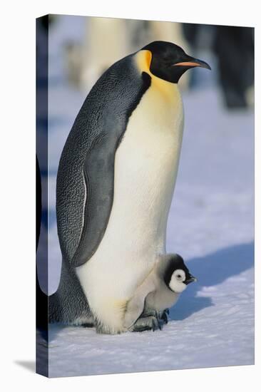 Emperor Penguin Warming its Baby-DLILLC-Premier Image Canvas