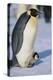 Emperor Penguin Warming its Baby-DLILLC-Premier Image Canvas