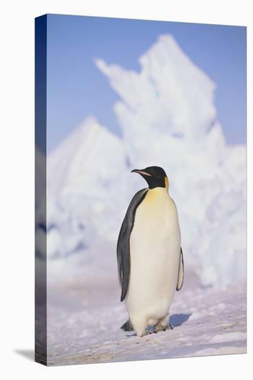 Emperor Penguin-DLILLC-Premier Image Canvas