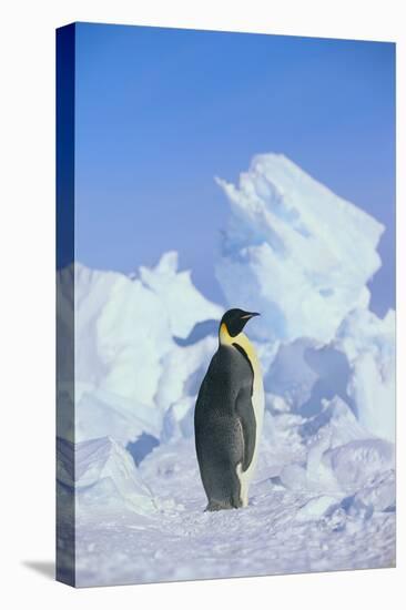 Emperor Penguin-DLILLC-Premier Image Canvas