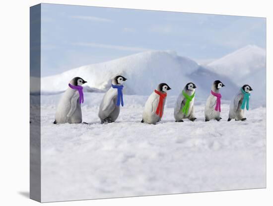 Emperor Penguins, 4 Young Ones Walking in a Line-null-Premier Image Canvas