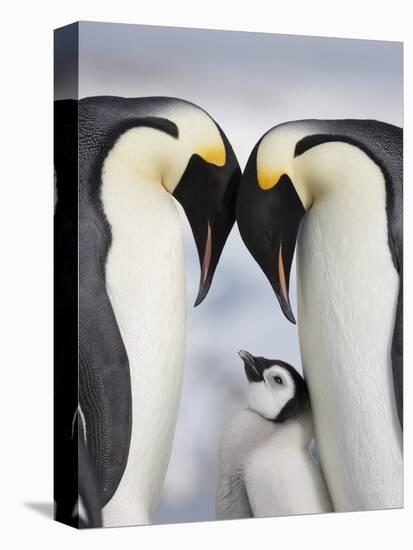 Emperor Penguins and Chick in Antarctica-Paul Souders-Premier Image Canvas