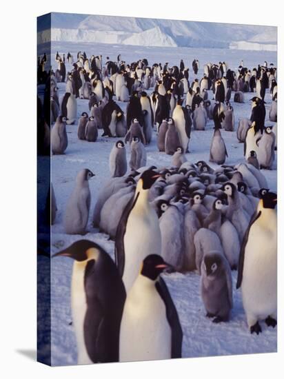 Emperor Penguins, Antarctica-Michael Rougier-Premier Image Canvas