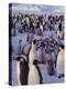 Emperor Penguins, Antarctica-Michael Rougier-Premier Image Canvas