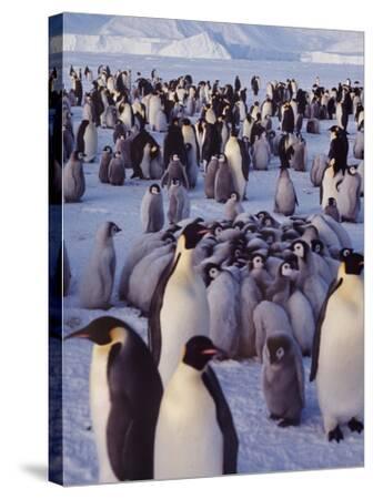 'Emperor Penguins, Antarctica' Photographic Print - Michael Rougier ...