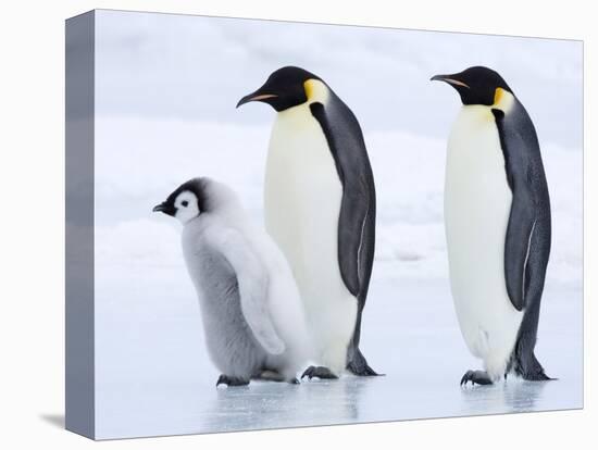 Emperor Penguins (Aptenodytes Forsteri) and Chick, Snow Hill Island, Weddell Sea, Antarctica-Thorsten Milse-Premier Image Canvas