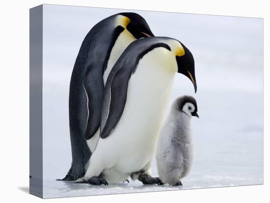 Emperor Penguins (Aptenodytes Forsteri) and Chick, Snow Hill Island, Weddell Sea, Antarctica-Thorsten Milse-Premier Image Canvas