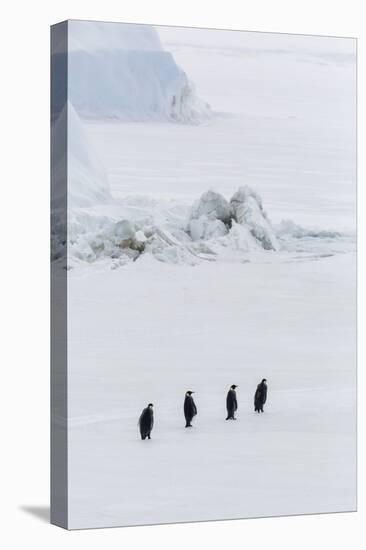 Emperor Penguins (Aptenodytes Forsteri) Marching across Sea Ice on Snow Hill Island-Michael Nolan-Premier Image Canvas