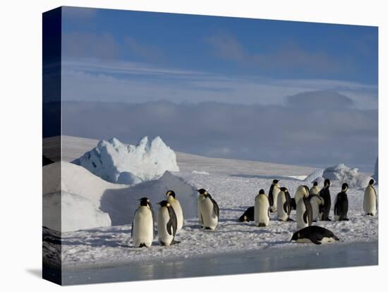 Emperor Penguins (Aptenodytes Forsteri), Snow Hill Island, Weddell Sea, Antarctica, Polar Regions-Thorsten Milse-Premier Image Canvas